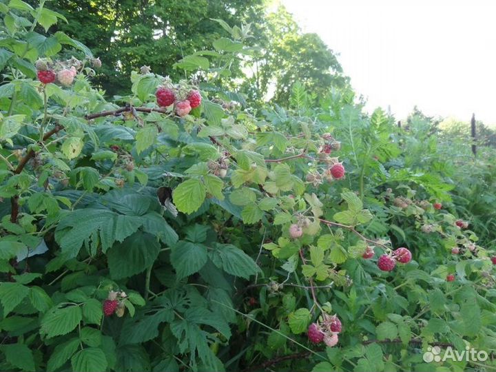 Саженцы ремонтантной малины