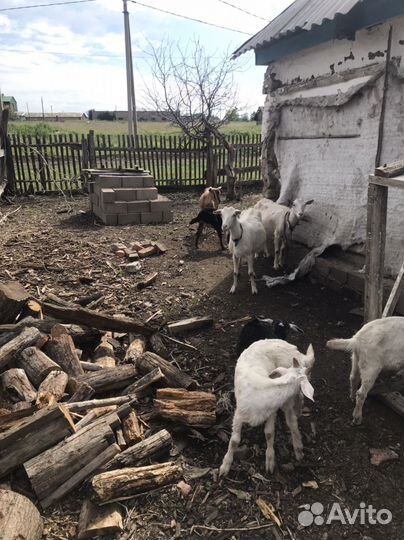 Нубийский козел