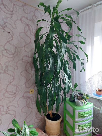 Пальма юкка