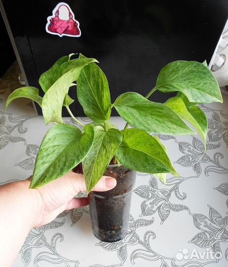 Сциндапсус 