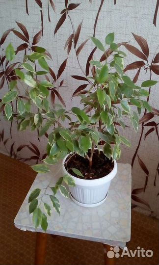 Фикус Бенджамин