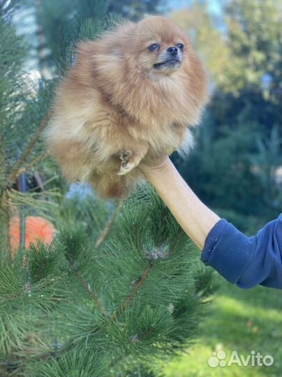 Девочка померанского шпица