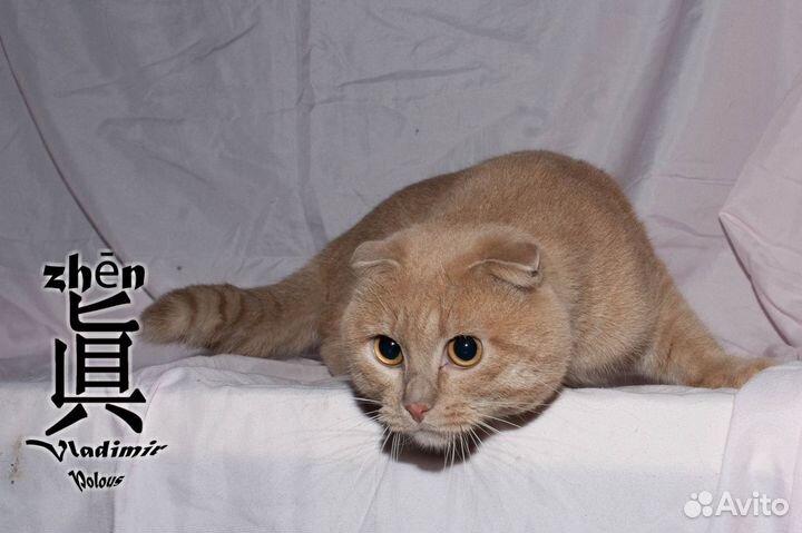 Шотландский вислоухий кот