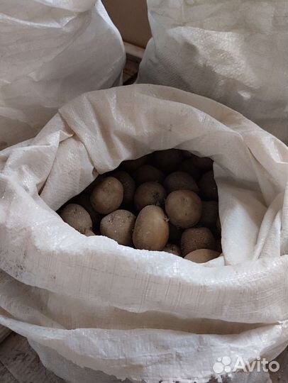 Семенной картофель ранний