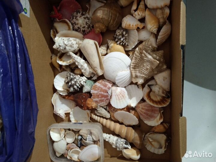 Ракушка морская большая