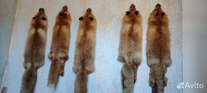 Шкуры лисы