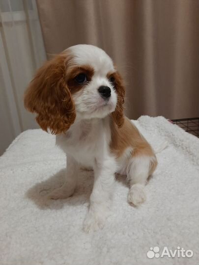 Щенки Кавалер Кинг Чарльз спаниель
