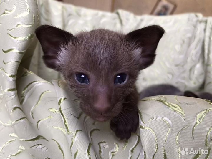 Очаровашки