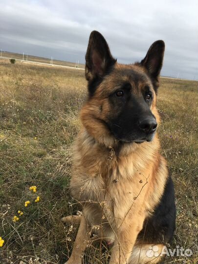 Вязка, немецкая овчарка