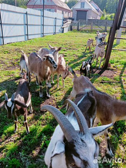 Козы дойные
