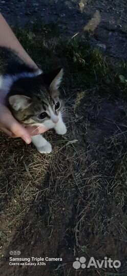 Котёнок