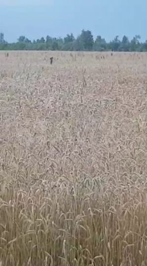 Участок 222,9 га (СНТ, ДНП)