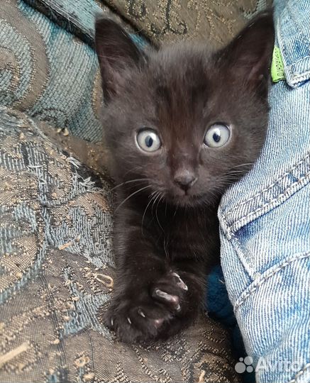 Котята мальчики