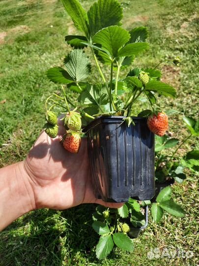 Саженцы клубники Вима Рина