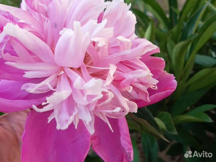 Пион розовый корень