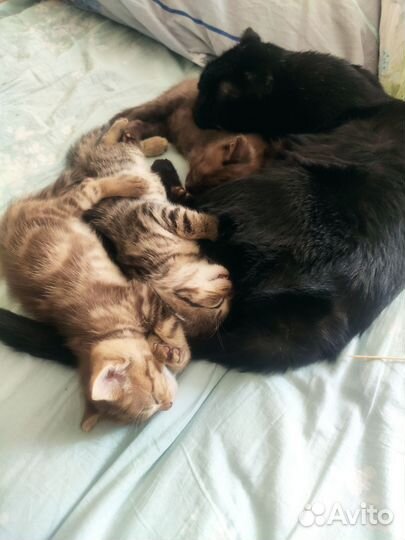 Котята