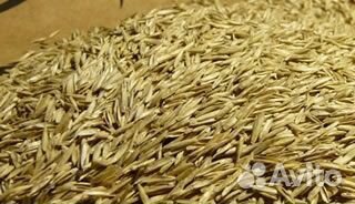 Семена многолетних/однолетних и газонных трав