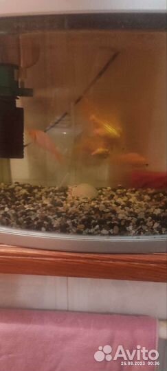 Аквариумные рыбки