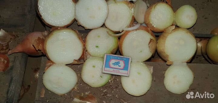 Лук на зелень(на перо)