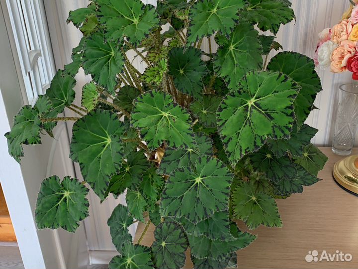 Бегония тигровая