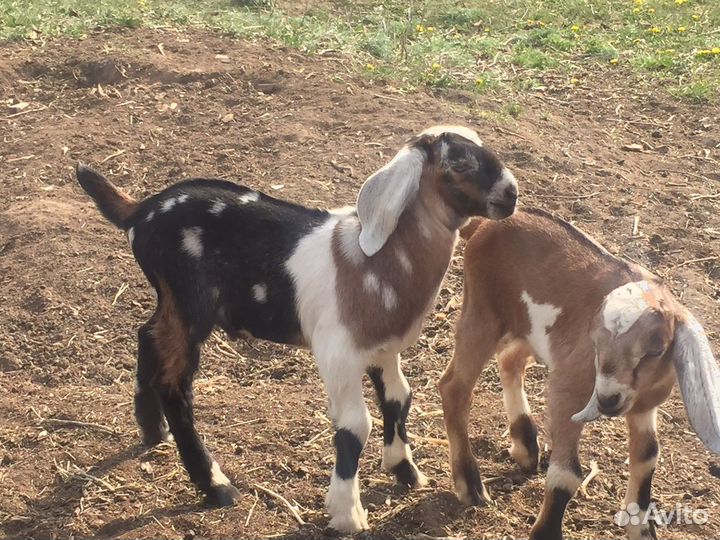 Козлики нубийские