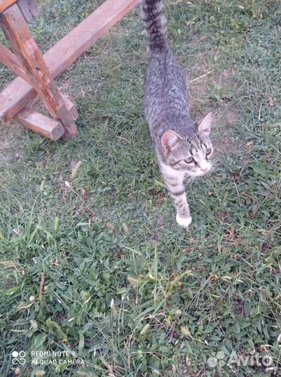 Котята в очень добрые руки