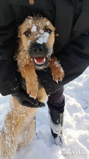 Отдам щенка в добрые руки бесплатно