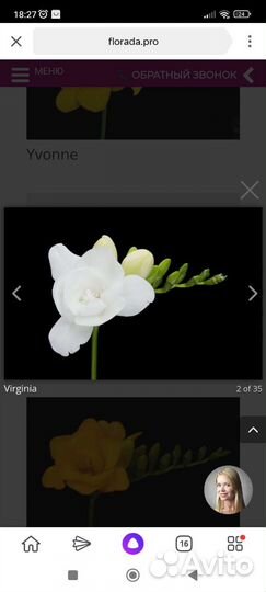 Луковицы фрезии