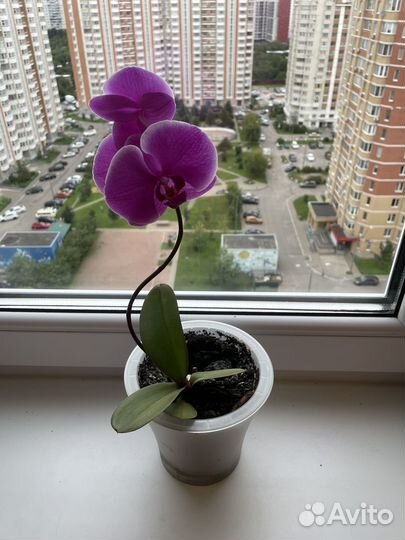 Орхидея фаленопсис