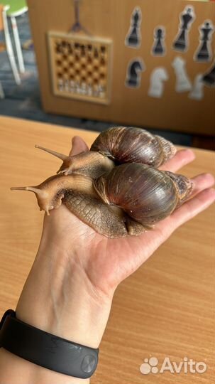 Улитка ахатина