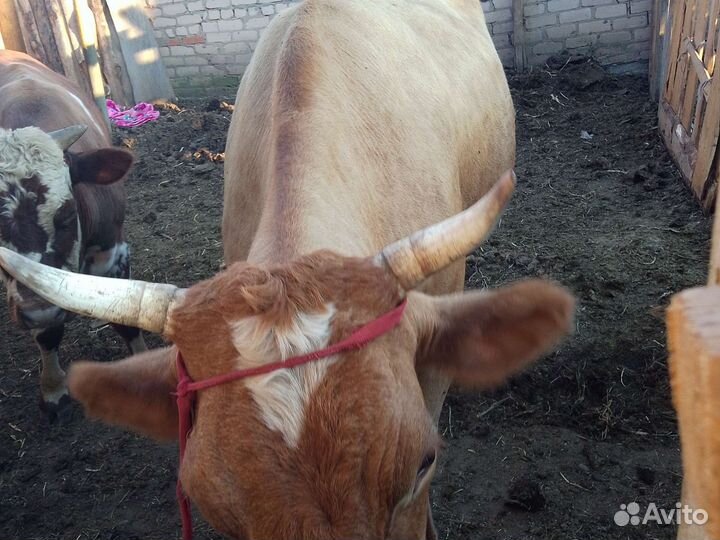 Корова дойная