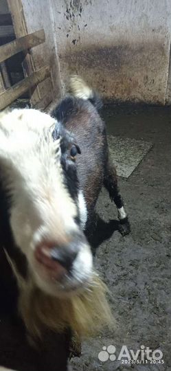 Казел ламанч