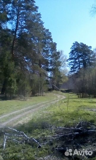 Пчелы с лесной пасеки