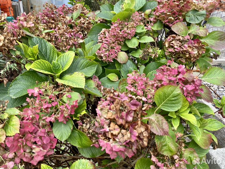 Гортензия куст