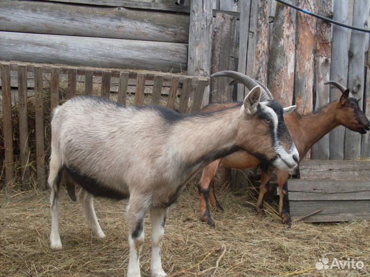 Сельхоз животные