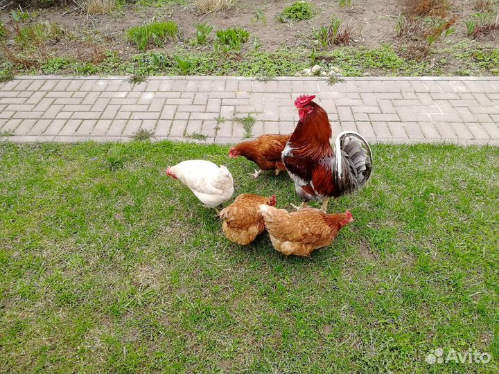 Курятник зимний с курами, бытовка