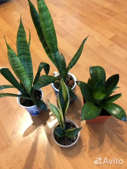 Полезные и красивые растения