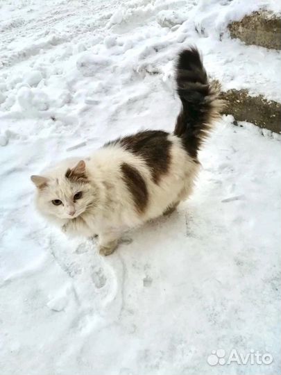 Кошка ищет дом