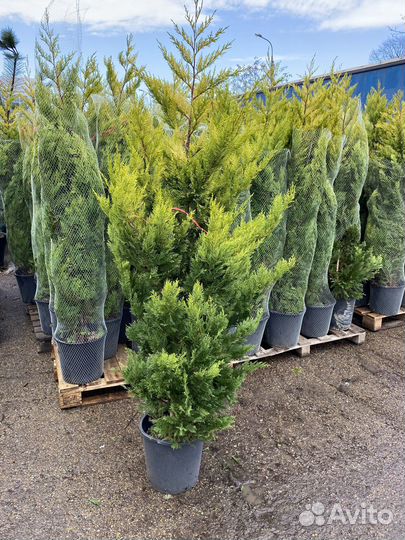 Кипарисовик(cupressocyparis) голд райдер,лейланди