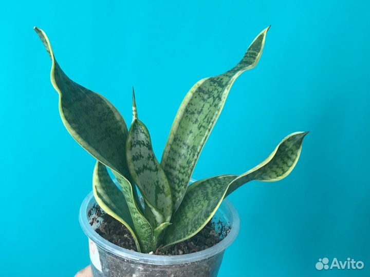 Сансевиерия (раз.сорта) и др.раст-ия (от 12.08.23)