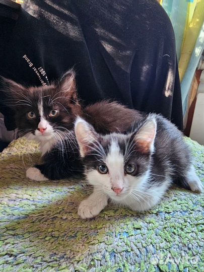 Отдам котят в добрые руки