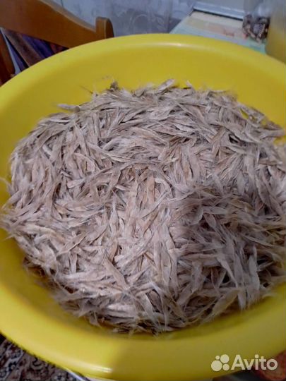 Семена Катальпы,саженцы