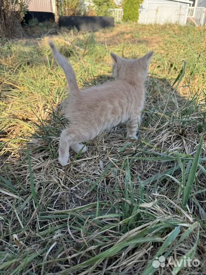 Котенок мальчик в добрые руки