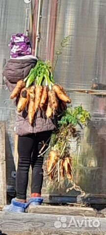 Семена моркови