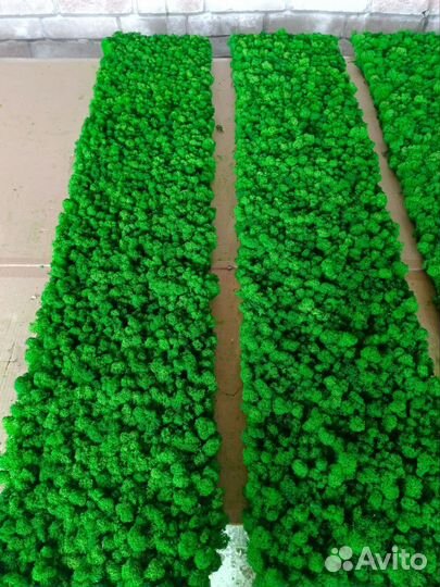 Мох стабилизированный оптом и в розницу