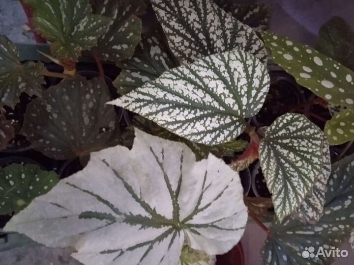 Бегонии кейн 1