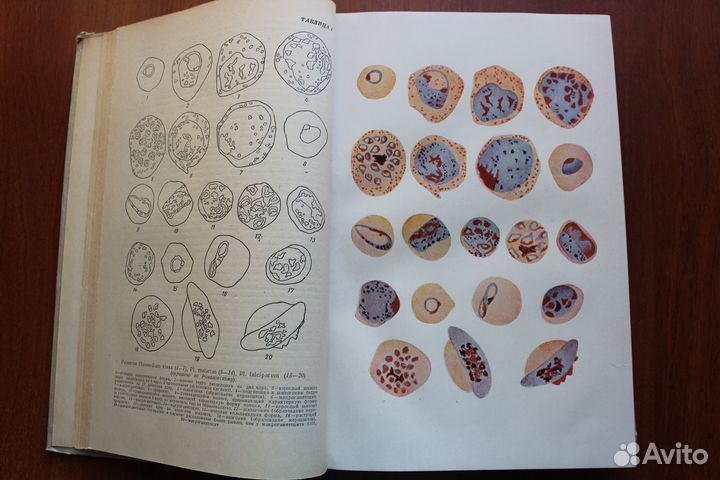 Матвеев Б.С и др.Курс зоологии.Том 1.1955г