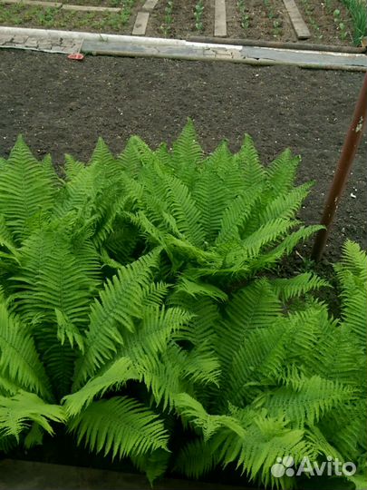 Папоротник садовый