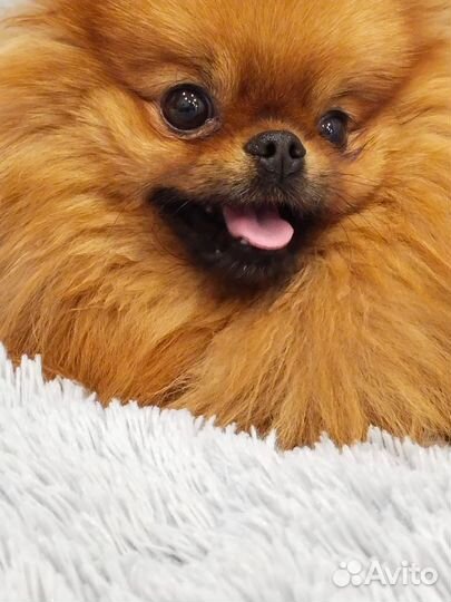 Померанский мини шпиц вязка