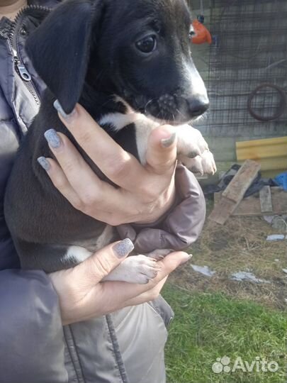 Карликовая такса щенки